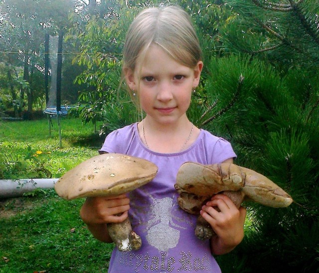 Takie okazy o wadze 1,2 kg znalazła Alicja z mamą Joanną Kotarską na łące przy lasku w Rzeżewie, gmina Lubień Kujawski