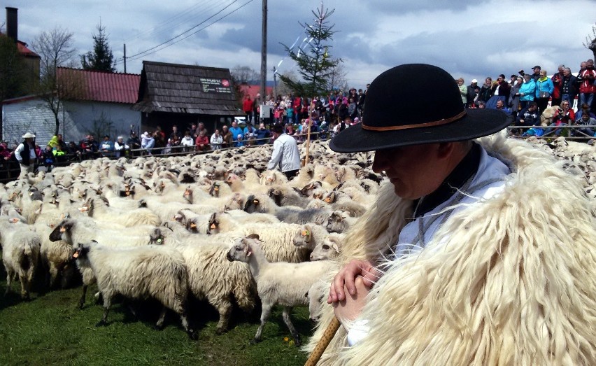 Miyszani owiec w Koniakowie 2016