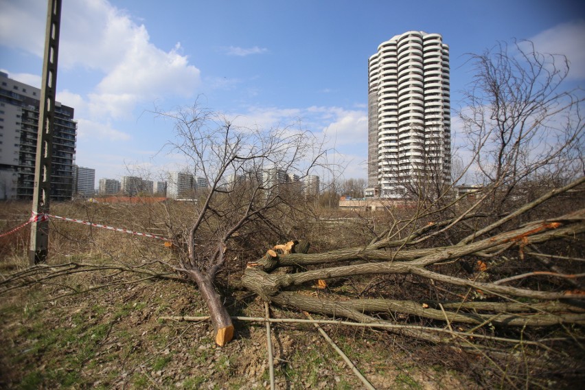 Wycinka drzew na Tysiącleciu