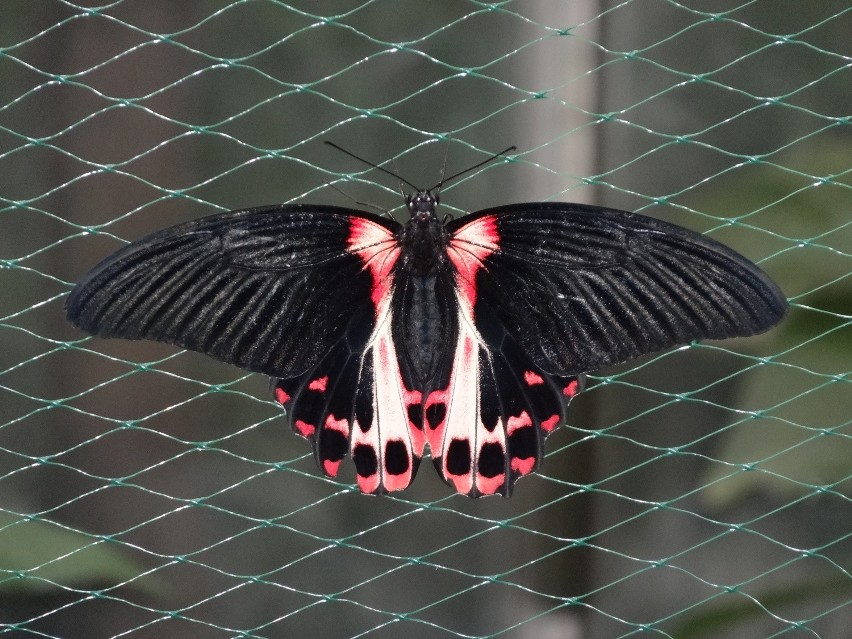 W Poznańskiej Palmiarni można oglądać latające motyle