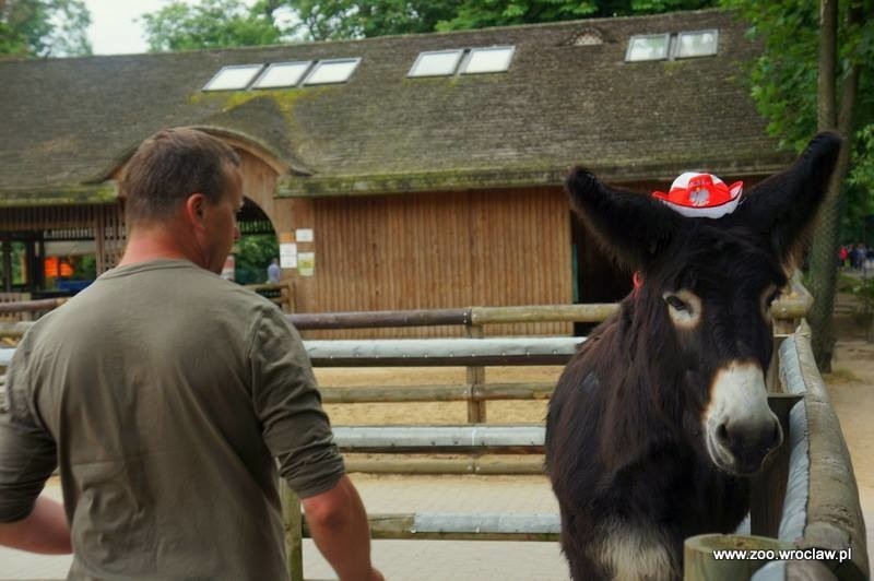 Osiołek rasy Poitou jest mieszkańcem wrocławskiego zoo
