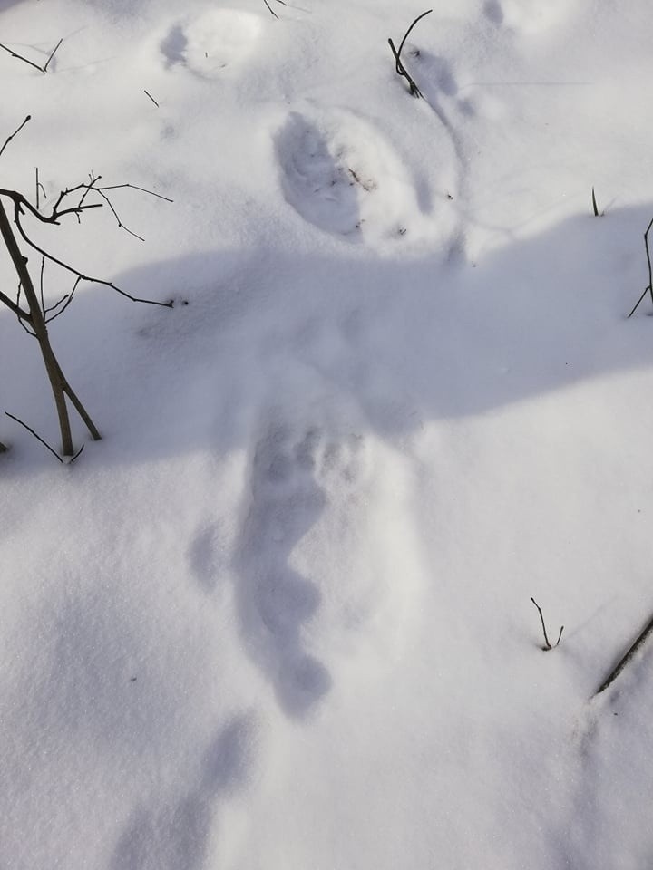 Pracownicy Parku Ochrony Bieszczadzkiej Fauny podczas...