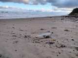  Mierzeja Wiślana: List w butelce na plaży w Junoszynie. Po 8 latach dotarł na Pomorze
