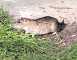 Szczury znikną znad stawu przy Kaczeńcowej. Użytek ekologiczny czeka jeszcze na sprzątanie