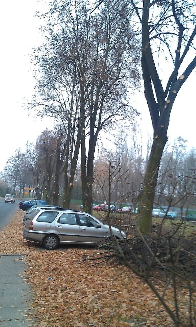 Drzewa przy ul. Kościuszki w Praszce