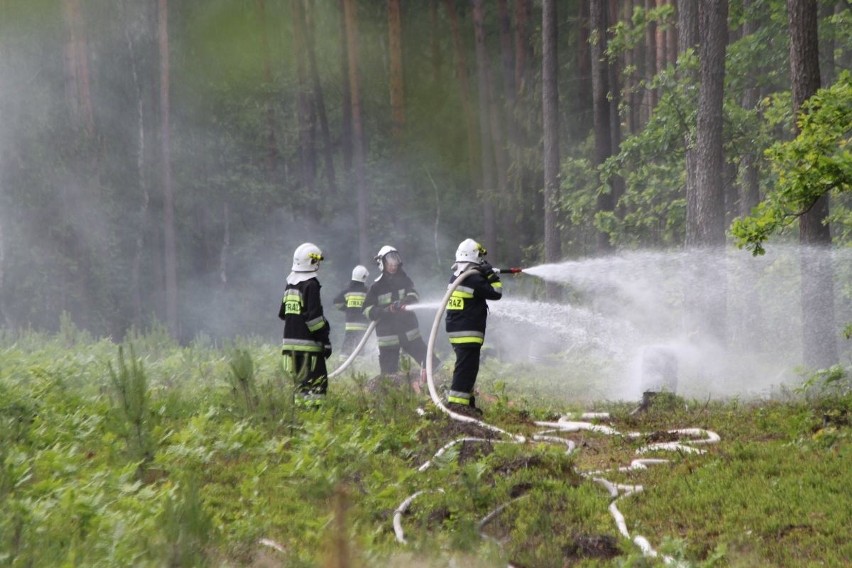 Epizody zakładały pożary lasu na obszarze 7 hektarów w...