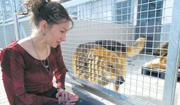 Towarzystwo Opieki nad Zwierzętami administruje schroniskiem dla bezdomnych zwierząt Leśny Zakątek wKoszalinie. Katarzyna Sygit, zastępca kierownika schroniska, zachęca nie tylko do tego, by podzielić się z organizacją procentem podatku, ale również odwiedzić psi azyl i przygarnąć psa. Ot choćby wielkiego Cygana.