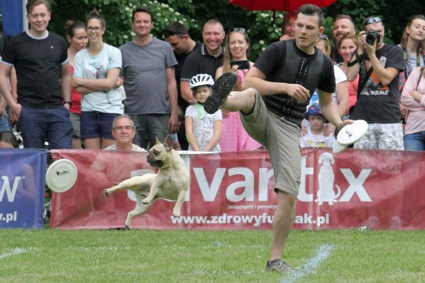 Latające psy we Wrocławiu [FANTASTYCZNE ZDJĘCIA]