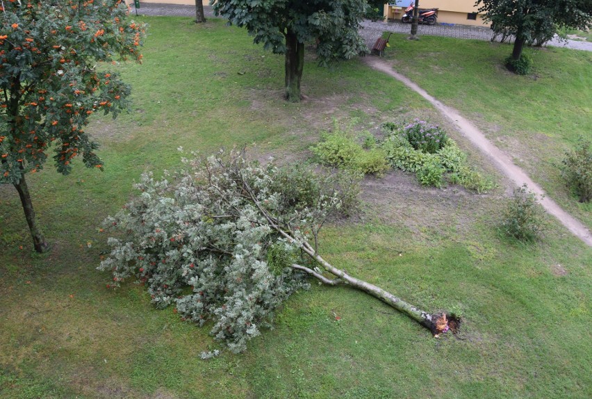 Powalone drzewa z korzeniami przy ulicy Topolowej i...