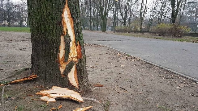 Siła uderzenia musiała być duża, bo kora drzewa została zerwana na znacznej powierzchni