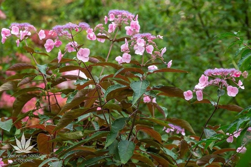 W rogowskim arboretum kwitną hortensje i lilie wodne