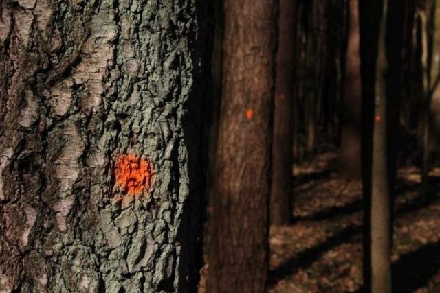 Oznaczone drzewa w Lesie Zwierzynieckim w Białymstoku mają zostać wycięte. Obrońcy nie zgadzają się z tym