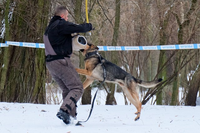 Te psy na co dzień służą w jednostkach komend w Białymstoku, Mońkach i Sokółce.