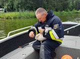 Strażacy z gminy Przytyk uratowali siedem młodych łabędzi i jednego dorosłego na zalewie Jagodno. Ptaki zaplątały się w żyłkę wędkarską