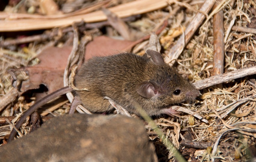 Jak pozbyć się myszy i szczurów? Naturalne i chemiczne sposoby, które  podpowiada ministerstwo rolnictwa | Gazeta Pomorska