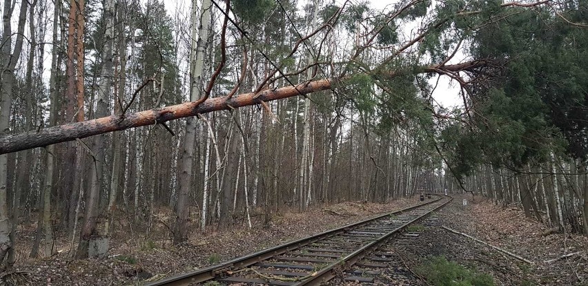 Powalone drzewa na torowiskach spowodowały wstrzymanie ruchu...