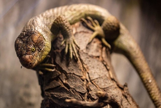 Scynk nadrzewny urodził się we wrocławskim zoo