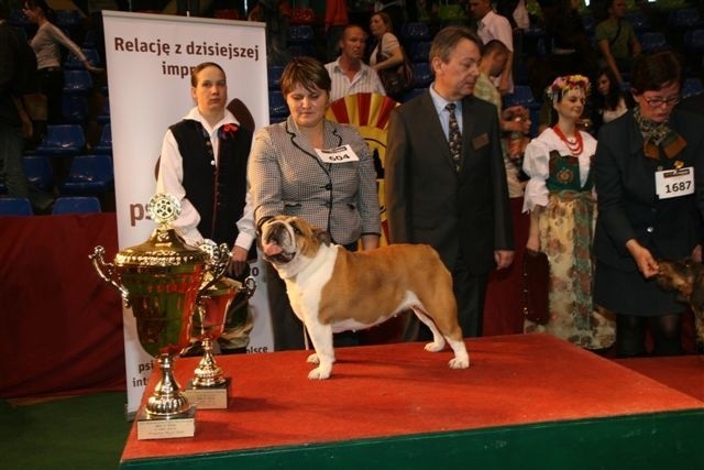 Suka buldoga angielskiego o imieniu Velikolepnaya okazała się najpięknieszym psem wystawy.