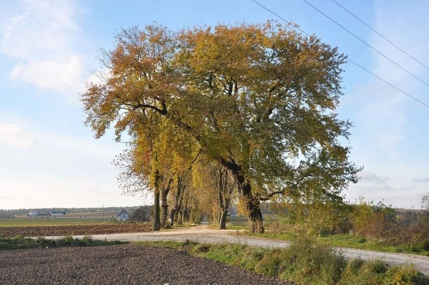 Wielka awantura o ulicę Kasztanową w Łopusznie! Dlaczego wycięto ponad 40 drzew? 