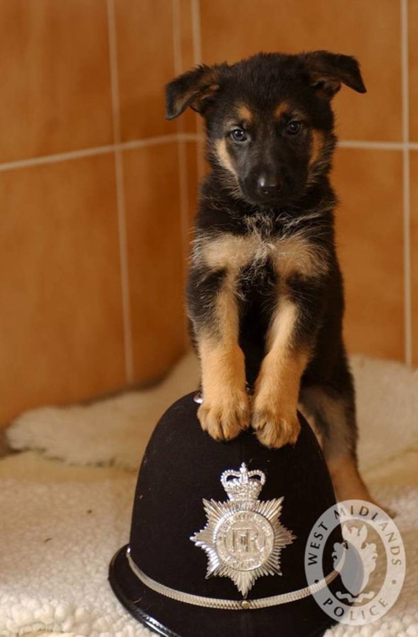 Psy policyjne też kiedyś były po raz pierwszy w pracy...