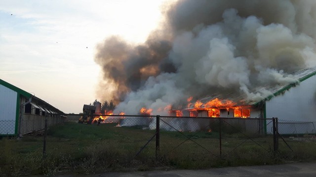 W piątek, 16 września, po godz. 18 strażacy wyjechali do płonących kurników w Lubiszynie. Na miejsce udało się 11 wozów oraz nasza reporterka.