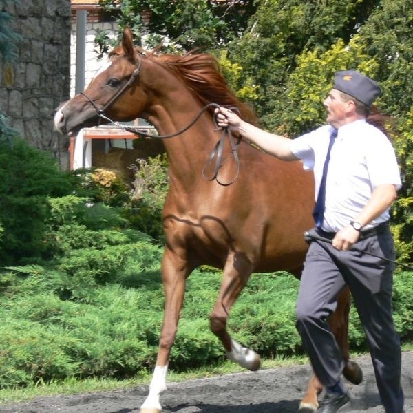 Kwestura to najcenniejsza klacz, jaką sprzedaje Polska w 39-letnich dziejach Aukcji Pride of Poland (Duma Polski).