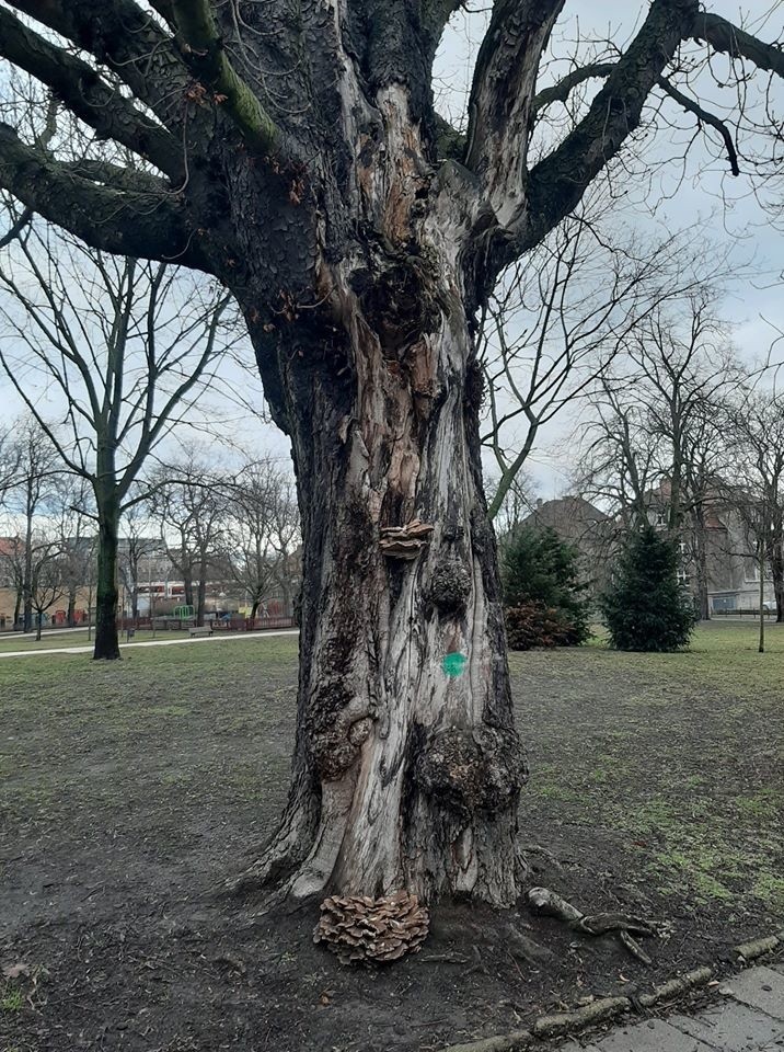 Poznań: Jednak uda się uratować drzewa z parku Wieniawskiego od wycięcia - radni osiedlowi dadzą pieniądze na ich ratowanie