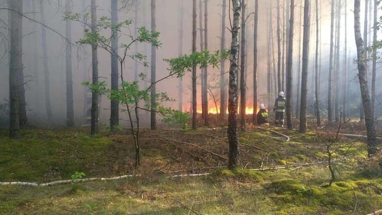 Dramatyczna akcja strażaków w czasie pożaru lasu, jaki...