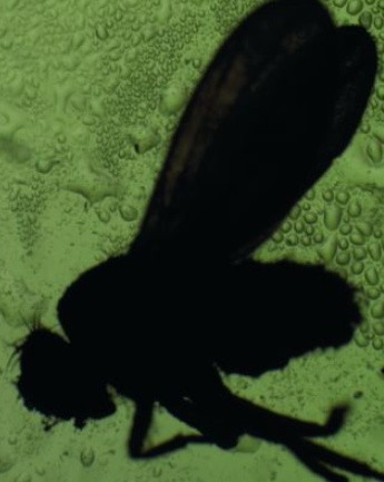 Na zdjęciu Drosophila melanogaster czyli muszka owocówka,...