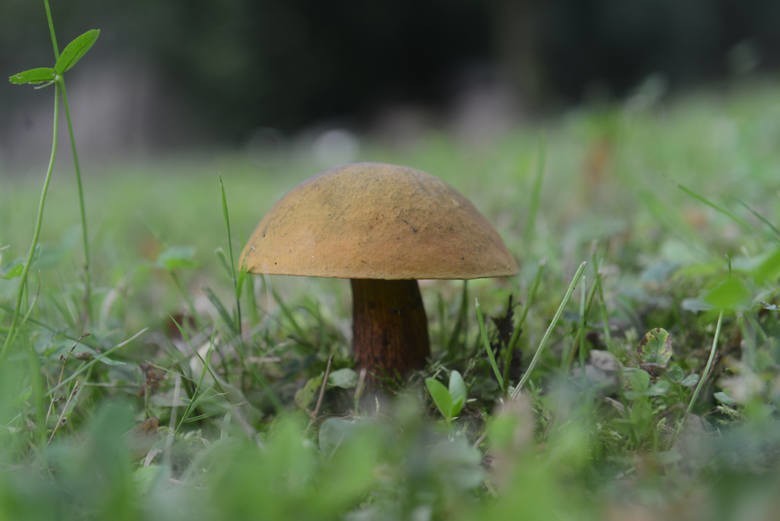 Deszczowy koniec wiosny przyniósł wysyp grzybów w Małopolsce