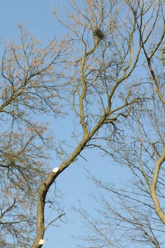 Na przycinanych drzewach wypatrzyliśmy ptasie gniazdo. Ile takich gniazd runęło na ziemię razem z konarami?