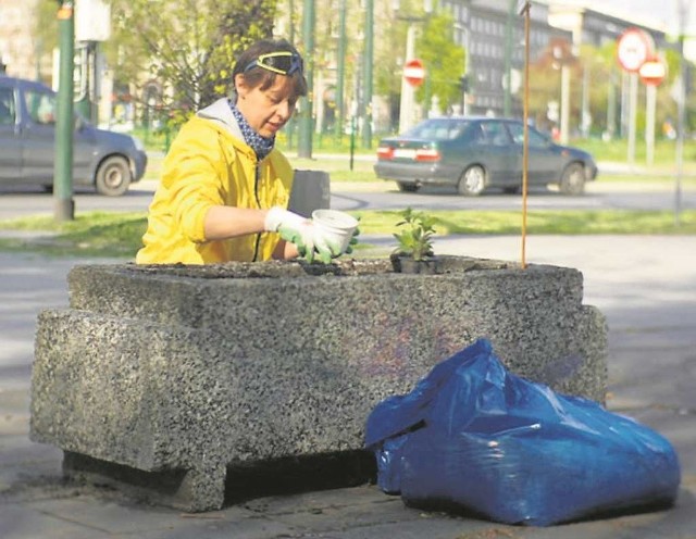 Uczestnicy projektu obsadzili najpierw donice między NCK i pl. Centralnym