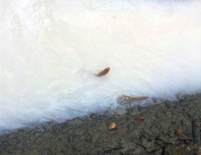 Rzeka Biała znowu biała. Martwe ryby płyną korytem (zdjęcia, wideo)