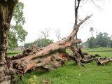 Bilans wichury w regionie - siedem powalonych drzew