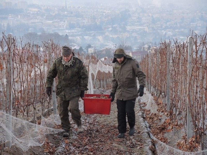 Winiarze w Jaśle robią lodowe wino. Wyjątkowe zbiory w winnicy Podkarpackiej Akademii Wina [ZDJĘCIA]