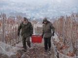 Winiarze w Jaśle robią lodowe wino. Wyjątkowe zbiory w winnicy Podkarpackiej Akademii Wina [ZDJĘCIA]