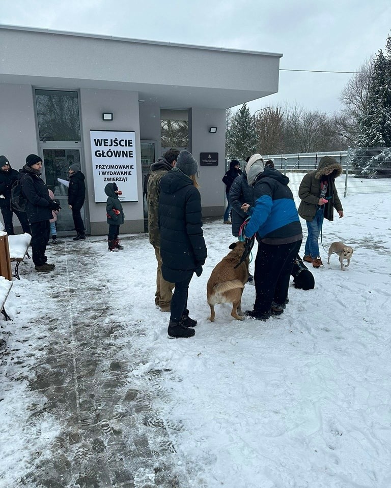 Tłumy w schronisku dla zwierząt w Krakowie. Ponad 130 psów znalazło dom, część z nich już na stałe