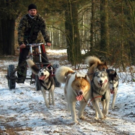 Greta Rogoz i Wojciech Syguła zapraszają na wyprawy psim zaprzęgiem. My przejechaliśmy w ten sposób 25 km po drogach i bezdrożach. Doznania są niesamowite!