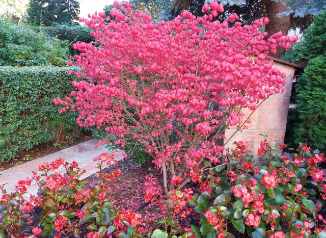 Trzmielina oskrzydlona od wczesnej jesieni zachwyca intensywnie czerwonym kolorem liści.