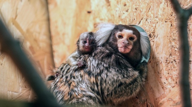 Kilka dni temu w zoologicznej części marketu „Majster” w Dębicy na świat przyszła małpka rozeta białoucha (uistiti). 