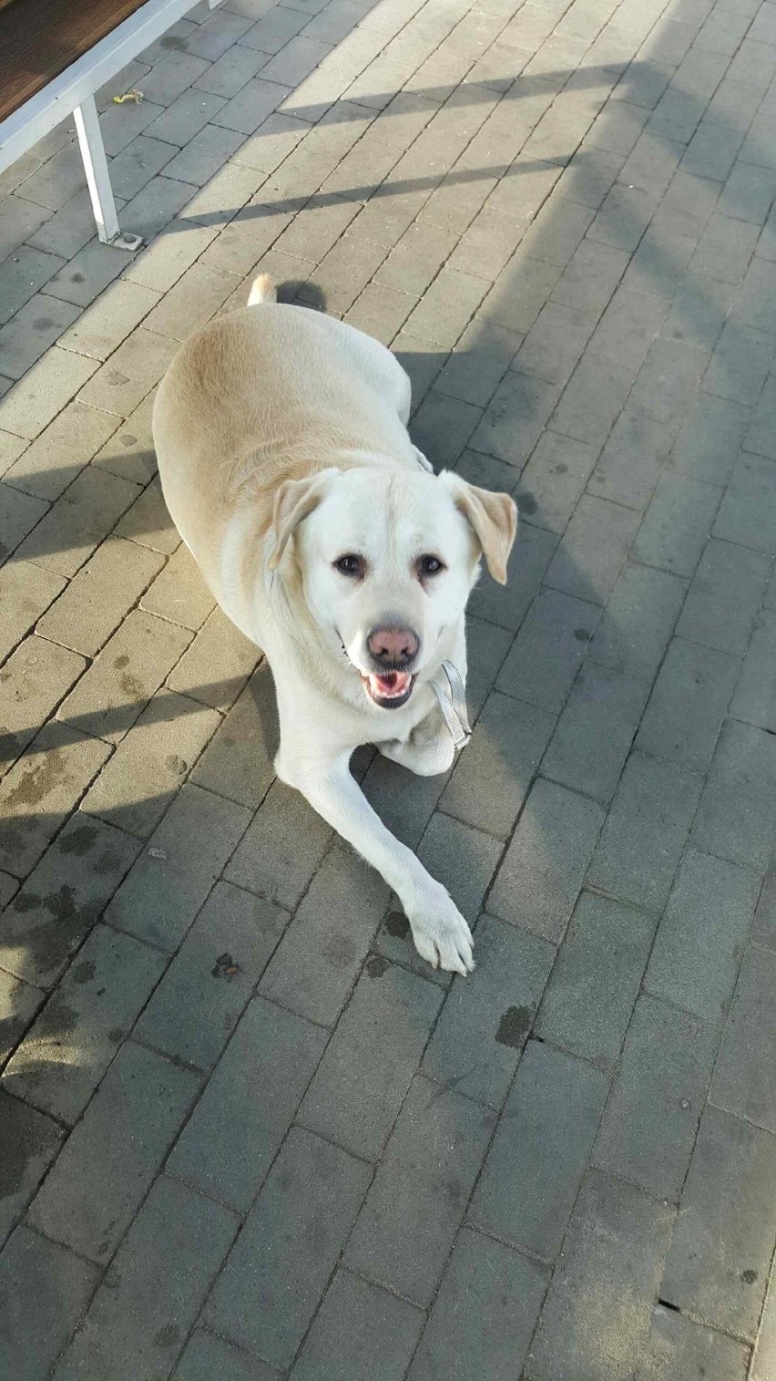 Pies wsiadł na stacji w Dąbrowie Górniczej - Ząbkowicach