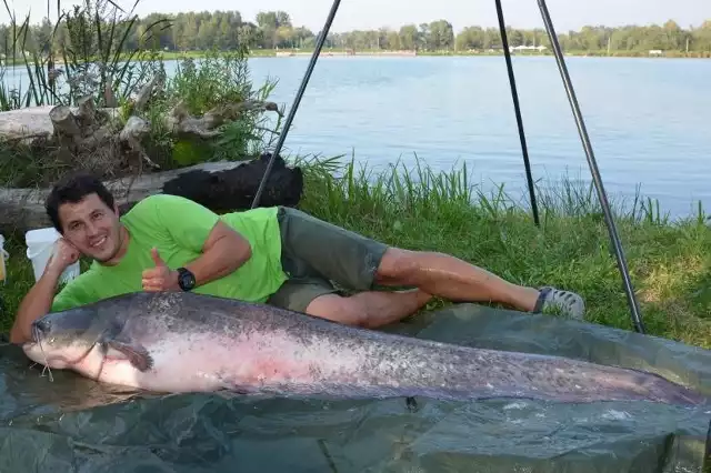 Gigantyczny sum wyłowiony ze stawu. Walka trwała ponad godzinęJarosław Poręba wypuścił potężnego suma, którego złowił. Na stawach w Starym Sączu obowiązuje zasada: „złap i wypuść”.