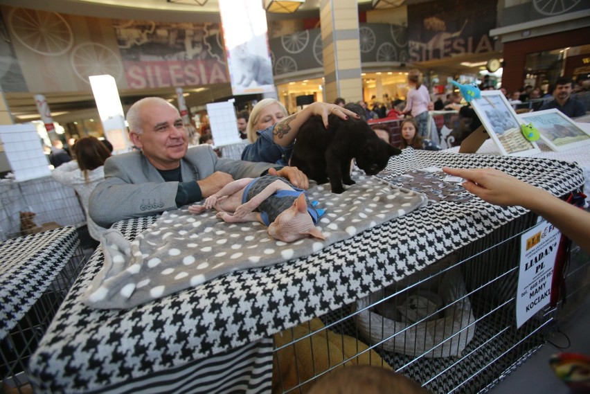 Pokaz Kotów Rasowych odbył się w Silesia City Center w...