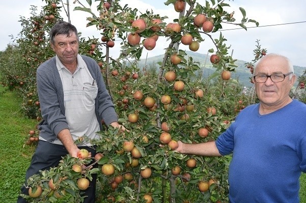 Grad zniszczył 95 proc. sadu Stefana Myjaka z Zabrzeży (z lewej). - Z czego teraz mam żyć? - pyta. Sad jego kolegi Jana Dudy z Łącka (z prawej) również ucierpiał. Grad zniszczył mu 30 procent jabłek