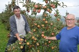 Dramat sadowników. Zamiast świętować liczą straty