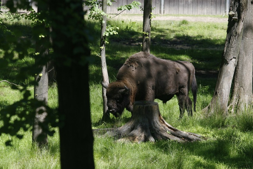 Białowieża. Żubr zaatakował 61-letniego turystę