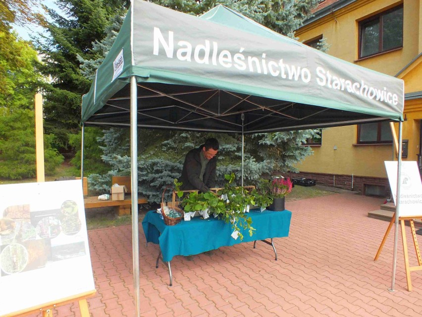 Bezpłatne sadzonki drzew rozdawano w Starachowicach. Było wielu chętnych. Zobacz zdjęcia
