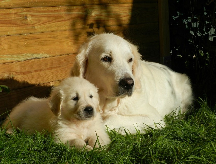Golden retriever to idealny pies dla dzieci. Niezwykle...