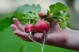 Zamknięte targowiska w regionie to ograniczenie handlu produktami rolnymi. Radni sejmiku apelują o wsparcie 