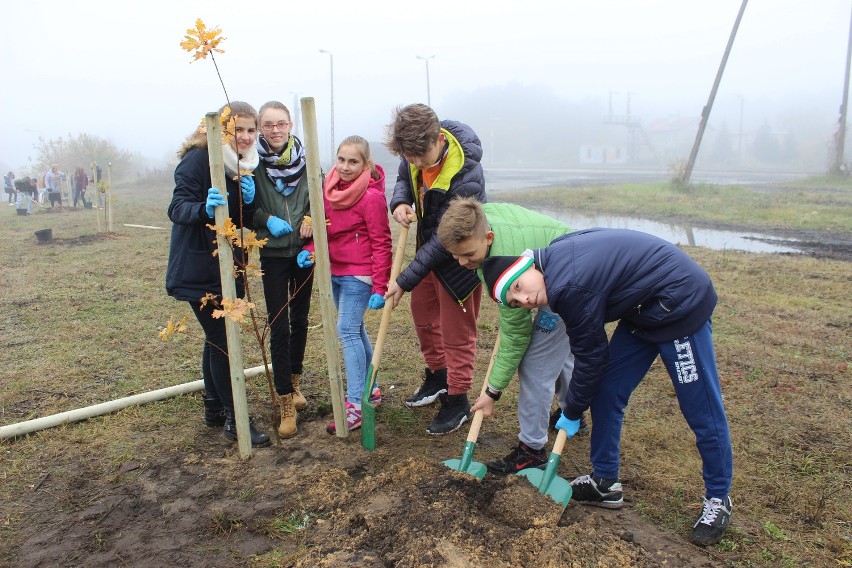 Gimnazjaliści z ochotą sadzili młode dęby wzdłuż ul....